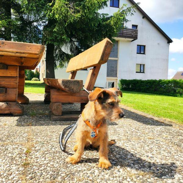 Ferienwohnung Harzluchs Mit Balkon, Netflix Und Sauna Im Haus Hohegeiß المظهر الخارجي الصورة